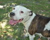 Sugar Plum the American Bulldog