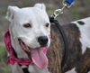 Sugar Plum the American Bulldog