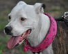 Sugar Plum the American Bulldog
