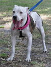 Sugar Plum the American Bulldog