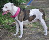 Sugar Plum the American Bulldog