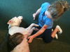 Sugar Plum the American Bulldog