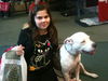 Sugar Plum the American Bulldog
