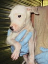 Kobe the bulldog Puppy