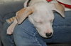Kobe the bulldog Puppy
