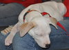 Kobe the bulldog Puppy
