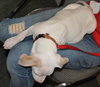 Kobe the bulldog Puppy