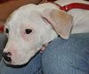 Kobe the bulldog Puppy