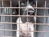 Logan the Pointer