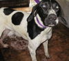 Logan the Pointer