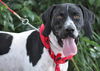 Logan the Pointer