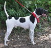 Logan the Pointer