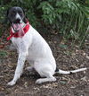 Logan the Pointer