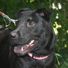 Zena the Lab