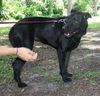 Zena the Lab