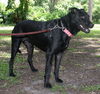 Zena the Lab