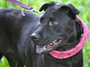 Zena the Lab