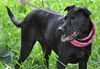 Zena the Lab