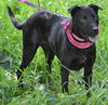 Zena the Lab