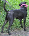 Zena the Lab