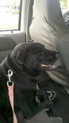 Zena the Lab