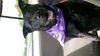Zena the Lab