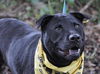 Zena the Lab