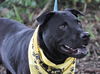 Zena the Lab