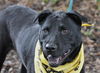 Zena the Lab