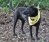 Zena the Lab