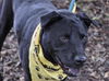 Zena the Lab