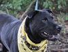 Zena the Lab