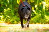Zena the Lab