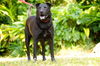 Zena the Lab