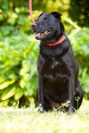 Zena the Lab