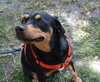 Dolly the Dobie