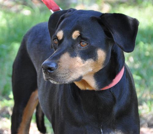 Dolly the Dobie