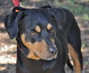 Dolly the Dobie