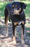 Dolly the Dobie