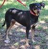 Dolly the Dobie