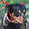Dolly the Dobie