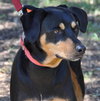 Dolly the Dobie