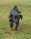 Scarlet the Jack Russel/Min Pin Puppy