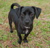 Scarlet the Jack Russel/Min Pin Puppy