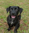 Scarlet the Jack Russel/Min Pin Puppy