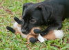 Scarlet the Jack Russel/Min Pin Puppy