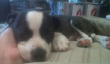 Erik the Pointer Pup
