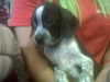 Little Dalma
