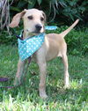 Lemonade the Bloodhound Puppy