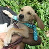 Lemonade the Bloodhound Puppy